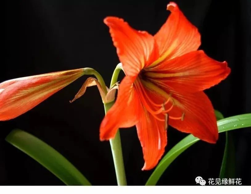 这些不常见花材你见过吗？