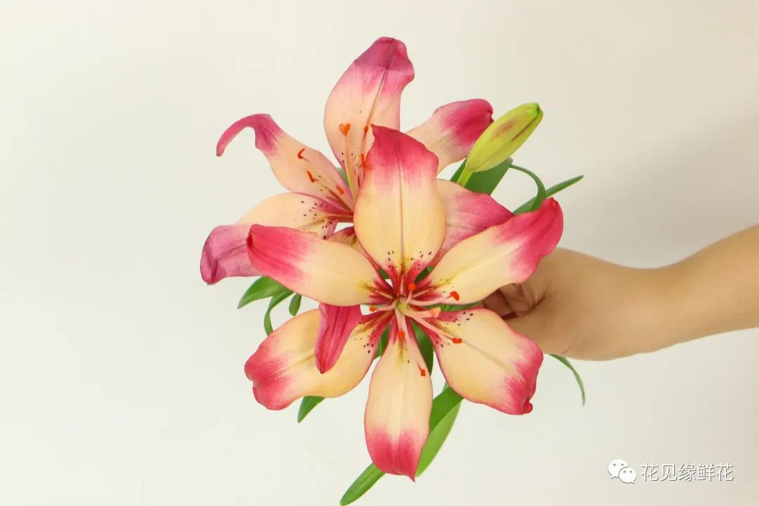 百合花养护方法