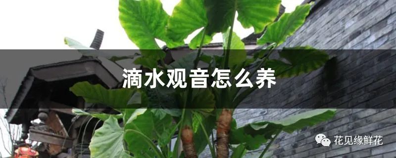 滴水观音的养护方法