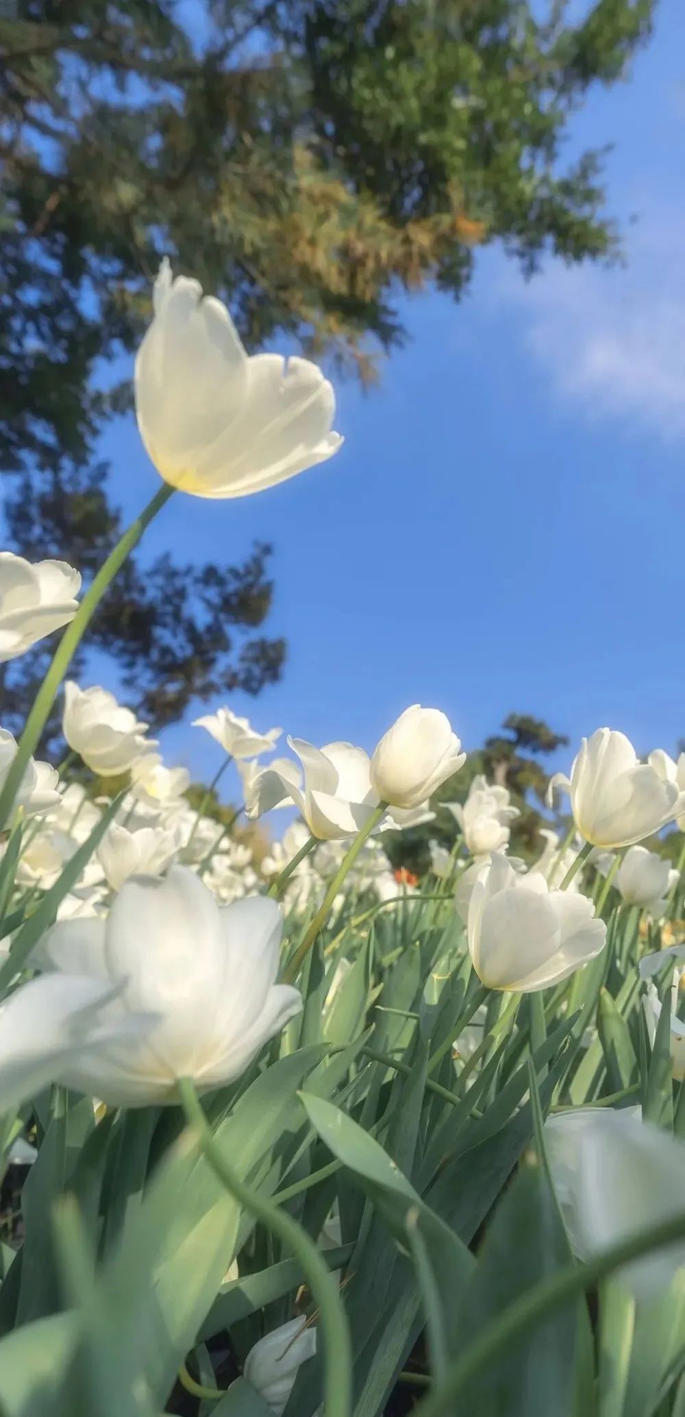 作家笔下的花能有多浪漫
