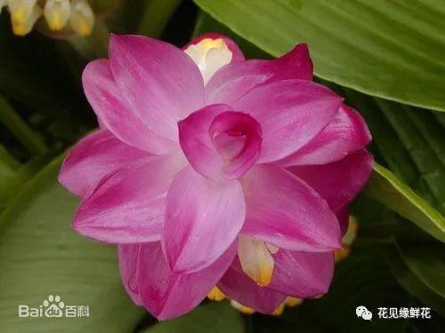 适合秋天入手的花，家里分分钟变花海